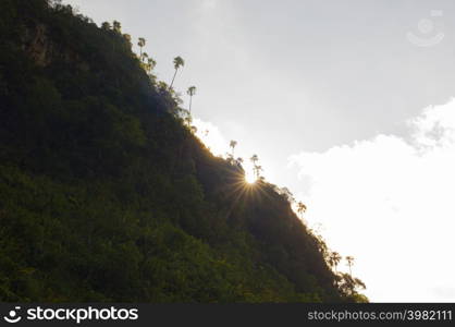 Trachycarpus oreophilus Gibbons & Spanner, Arecaceae, Palmae, Doi Luang Chiang Dao, Chiang Mai, Thailand.. ???????????????