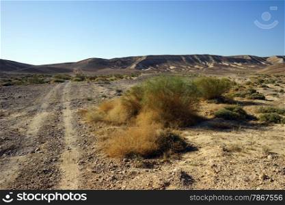 Track and bush in Negev desert, Israel