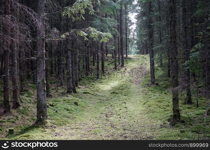 Track in spurce forest in Denmark