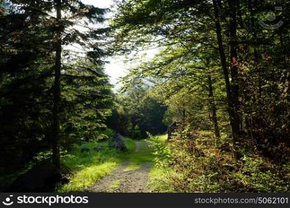 Track in the forest in rural area of Slovenia