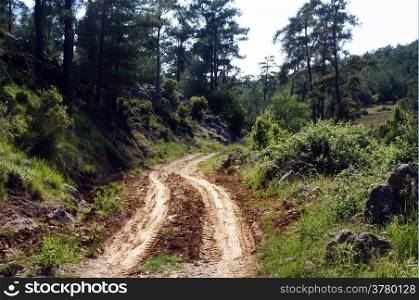Track in the pine tree forest in Turkey