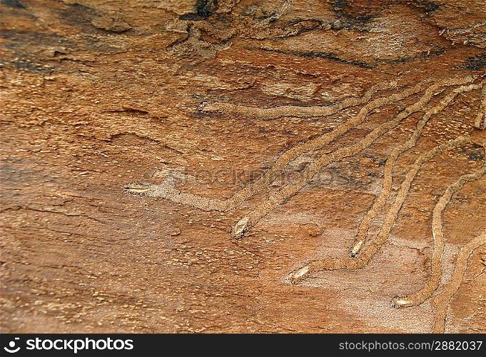 Track of the bark beetle background