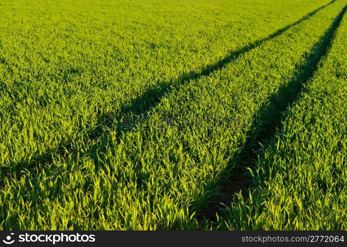 Track of Tractor in the Green Grass, Swiss Alps