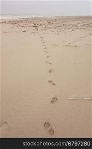 track on sand of big cat