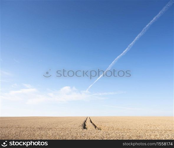 tracks in vast expanse of wheat crop in french field under blue sky