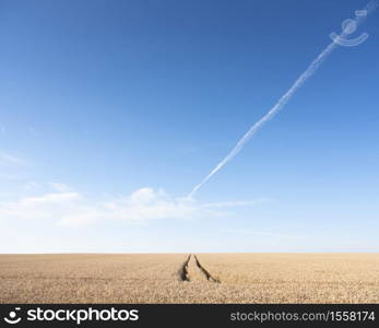 tracks in vast expanse of wheat crop in french field under blue sky