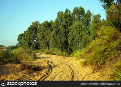 Tracks near eucaliptus grove in rural Israel