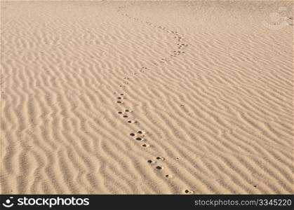tracks on sand dune