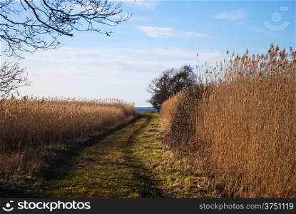 Tracks through the reeds leading to the coast at the swedish island Oland