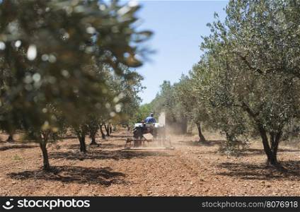 Tractor and olive trees. Plowing the land