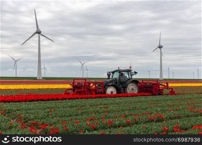 Tractor harvesting tulips on the field. Farmer with mechanical device is cutting blossoms of tulip flowers in the Netherlands. Tractor harvesting tulips on the field with mechanical device