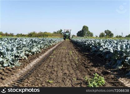 Tractor in broccoli farmland. Big broccoli plantation. Concept for growing broccoli. Sunny day. Traces of tractor tires