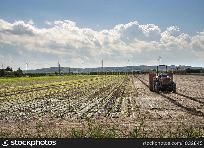 Tractor in lettuce farm. Small lettuce plants in rows.