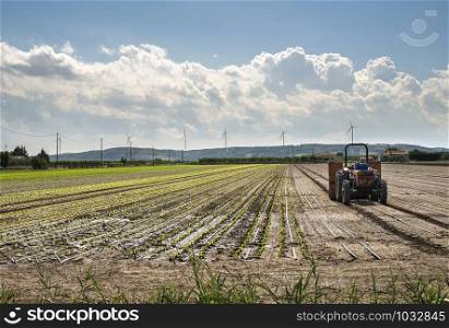 Tractor in lettuce farm. Small lettuce plants in rows.