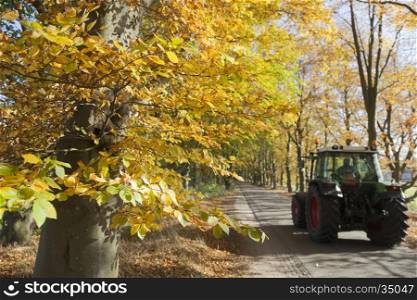 tractor on dutch road near utrecht under colorfull leaves of trees in the fall