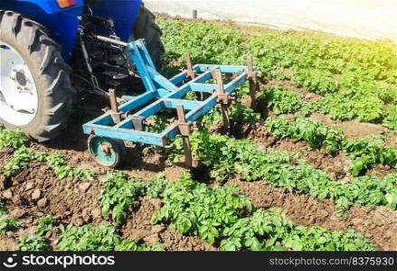 Tractor plows loosens the land of a plantation of a young Riviera variety potato. Weed removal and improved air access to plant roots. Cultivation of an agricultural crop field. Plowing land