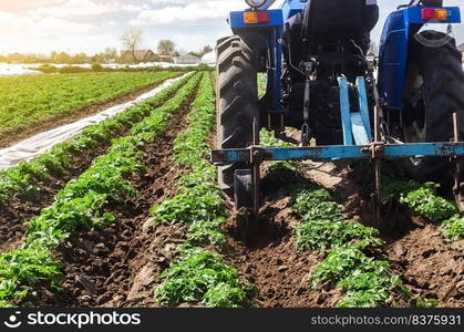 Tractor plows loosens the land of a plantation of a young Riviera variety potato. Weed removal and improved air access to plant roots. Cultivation of an agricultural crop field. Plowing land