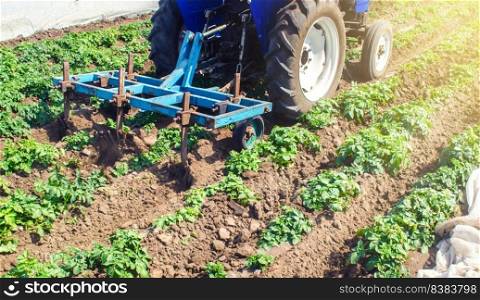 Tractor plows loosens the land of a plantation of a young Riviera variety potato. Weed removal and improved air access to plant roots. Cultivation of an agricultural crop field. Plowing land