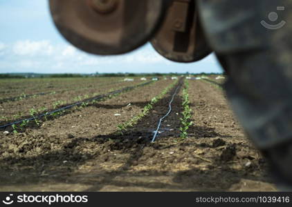 Tractor tire seedlings in rows on the agriculture land. Planting new plants in soil. Big plantation. Planting broccoli in industrial farm.