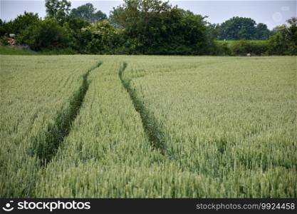 Tractor tracks in a farmers growing corn field