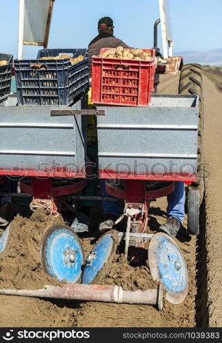 Tractor with crates planting potatoes. Automated agriculture concept for planting potatoes industrially.