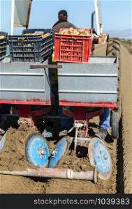 Tractor with crates planting potatoes. Automated agriculture concept for planting potatoes industrially.