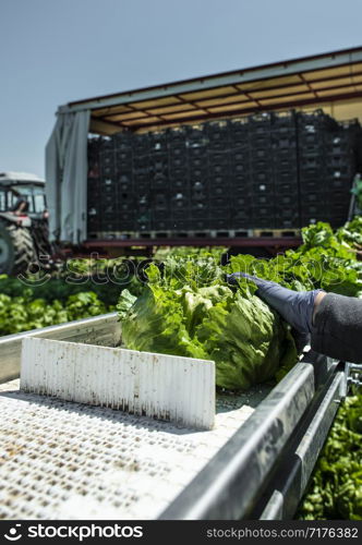 Tractor with production line for harvest lettuce automatically. Lettuce iceberg picking machine on the field in farm. Concept for automatization in the agriculture.