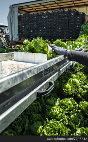 Tractor with production line for harvest lettuce automatically. Lettuce iceberg picking machine on the field in farm. Concept for automatization in the agriculture.