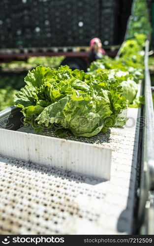 Tractor with production line for harvest lettuce automatically. Lettuce iceberg picking machine on the field in farm. Concept for automatization in the agriculture.