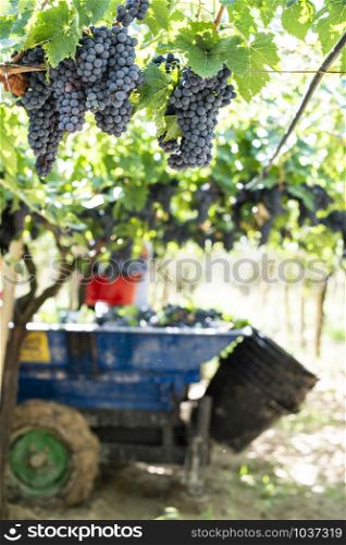Tractor with trailer filled with red grapes for wine making. Concept for harvesting grapes in vineyard. Inside vineyards.