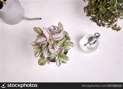 tradescantia pink clone potted plant indoors on a table.. tradescantia pink clone potted plant indoors on a table
