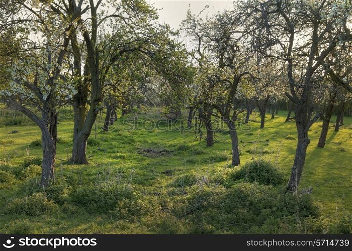 Traditional apple orchard in blossom, Cotswolds, Gloucestershire, England.