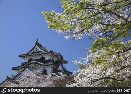 Traditional building