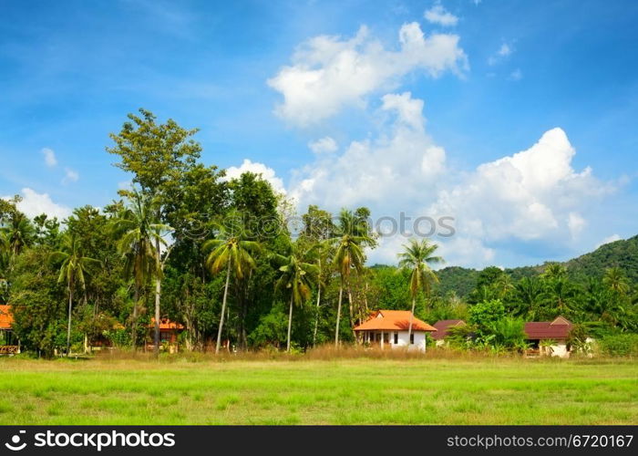 traditional green landscape with palm and houses, Krabi, Thailand