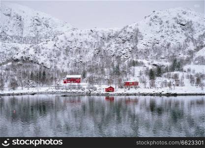 Traditional red rorbu houses on fjord shore in snow in winter. Lofoten islands, Norway. Rd rorbu houses in Norway in winter
