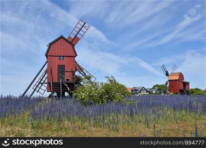 Traditional red windmills and blossom blueweed flowers at the island Oland in Sweden