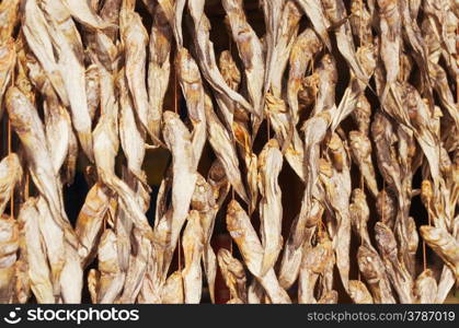 traditional stockfish outdoor drying on the sun