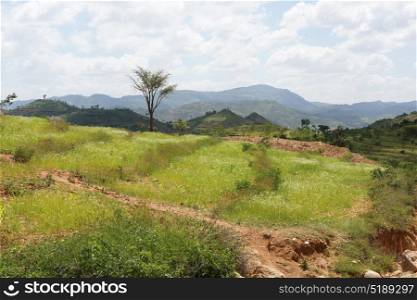 Traditional terraced fields of Konso people, Ethiopia, Africa