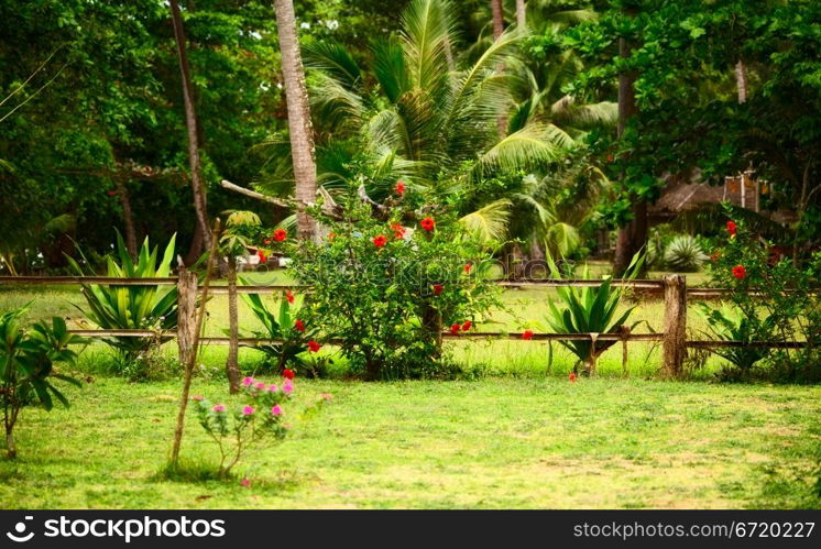 traditional thai nature, green grass and flowers