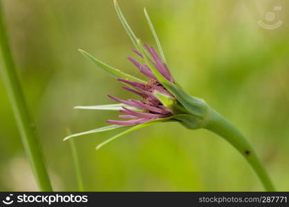 Tragopogon pratensis wild flower on natural background. Tragopogon pratensis