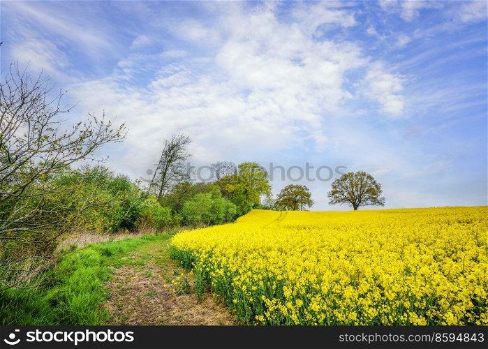 Trail at a canola field with blooming yellow flowers and a blue sky in the summer