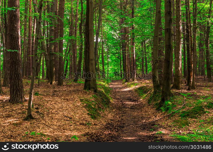 trail for walks in the forest, shooting on a summer day