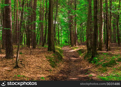 trail for walks in the forest, shooting on a summer day