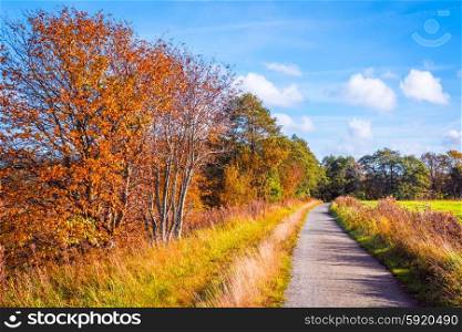 Trail going through a autumn scenery in sunshine