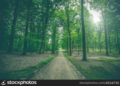 Trail in a dark green forest in the springtime