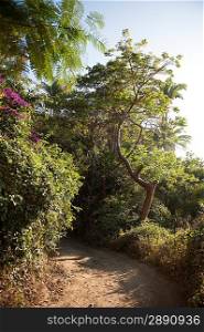 Trail in a forest, Sayulita, Nayarit, Mexico