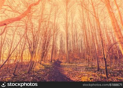 Trail in a forest with tall bare trees in the sunrise