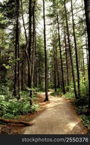 Trail in a pine forest