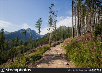 Trail in alpine mountain summer hill