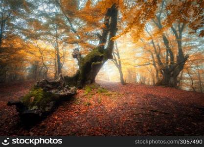 Trail in beautiful forest in fog at sunrise in autumn. Colorful landscape with enchanted trees with orange and red leaves. Scenery with pathway in dreamy foggy forest. Fall colors in october. Nature